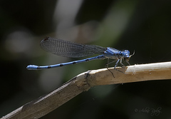 Argia lacrimans