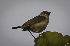 Cisticola brachypterus