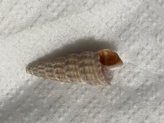 Cerithideopsis