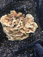 Bondarzewia kirkii