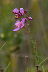 Rhexia alifanus