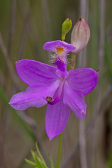 Calopogon tuberosus tuberosus