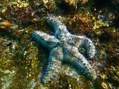 Asteropsis carinifera