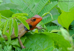Calotes versicolor