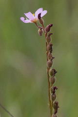 Drosera tracyi