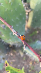 Coccinella septempunctata