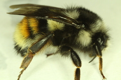 Bombus vancouverensis vancouverensis