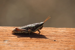 Monistria discrepans