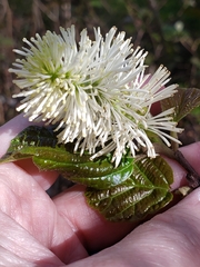 Fothergilla major