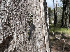 Cordulephya pygmaea