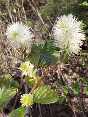 Fothergilla major