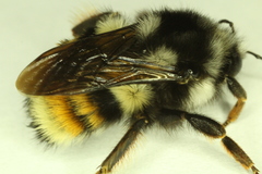 Bombus vancouverensis vancouverensis