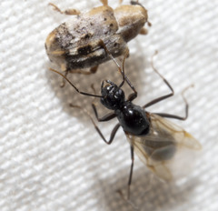 Lignyodes pallidus