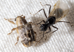 Lignyodes pallidus