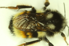 Bombus vancouverensis vancouverensis