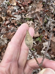 Amphibolips quercusilicifoliae