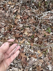 Amphibolips quercusilicifoliae