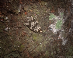 Barea eucapnodes