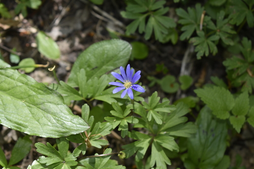 Anemone blanda