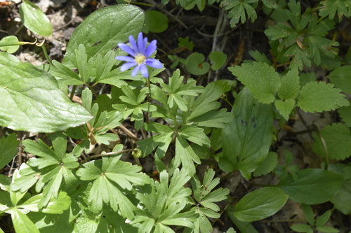 Anemone blanda