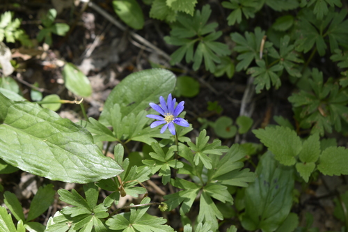 Anemone blanda