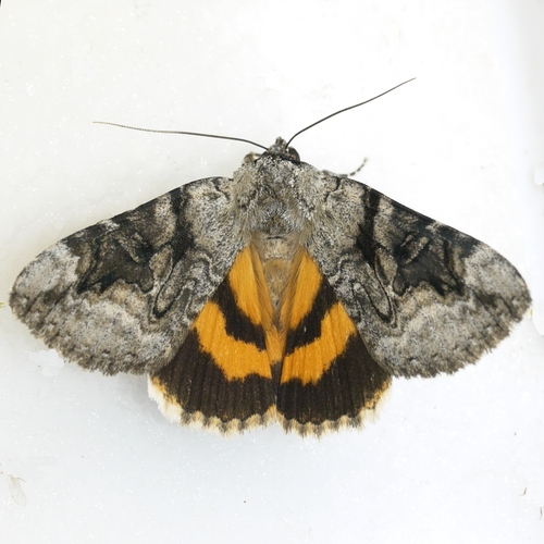 Three-staff Underwing photo 4