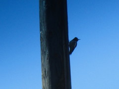 Sphyrapicus nuchalis