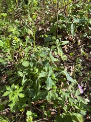 Trillium lancifolium