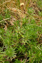 Celmisia walkeri