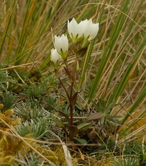 Gentianella tenuifolia
