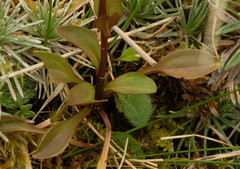 Gentianella tenuifolia