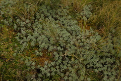 Celmisia discolor discolor