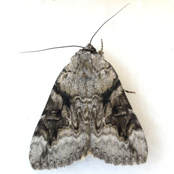 Three-staff Underwing