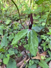 Trillium lancifolium