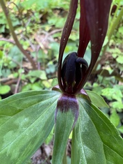 Trillium lancifolium