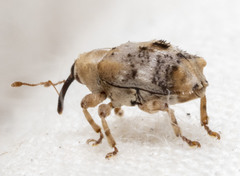 Lignyodes pallidus
