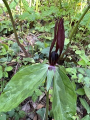 Trillium lancifolium