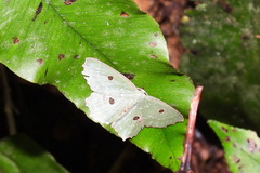 Chlorodontopera discospilata