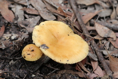Amanita xanthocephala