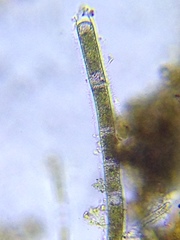 Rhizoclonium