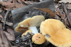 Amanita xanthocephala