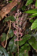 Liparis formosana