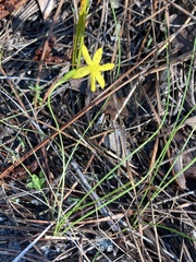 Hypoxis juncea