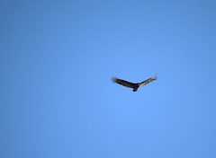 Cathartes aura image