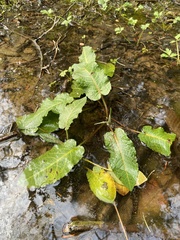 Rumex obtusifolius obtusifolius