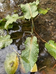 Rumex obtusifolius obtusifolius
