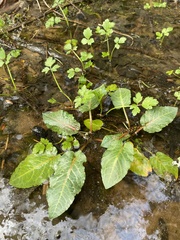 Rumex obtusifolius obtusifolius