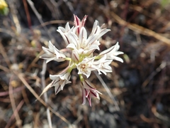 Allium lacunosum