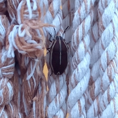 Agonosoma flavolineatum