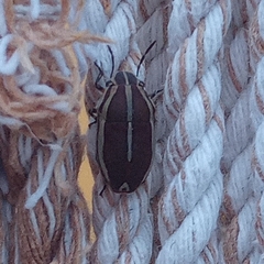 Agonosoma flavolineatum